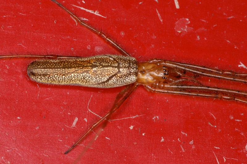 Tetragnatha_montana_D4841_Z_90_Les Gris_Frankrijk.jpg